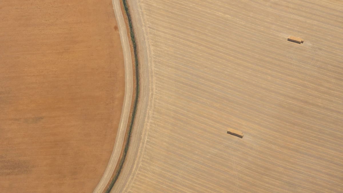 aerial view of wheat field