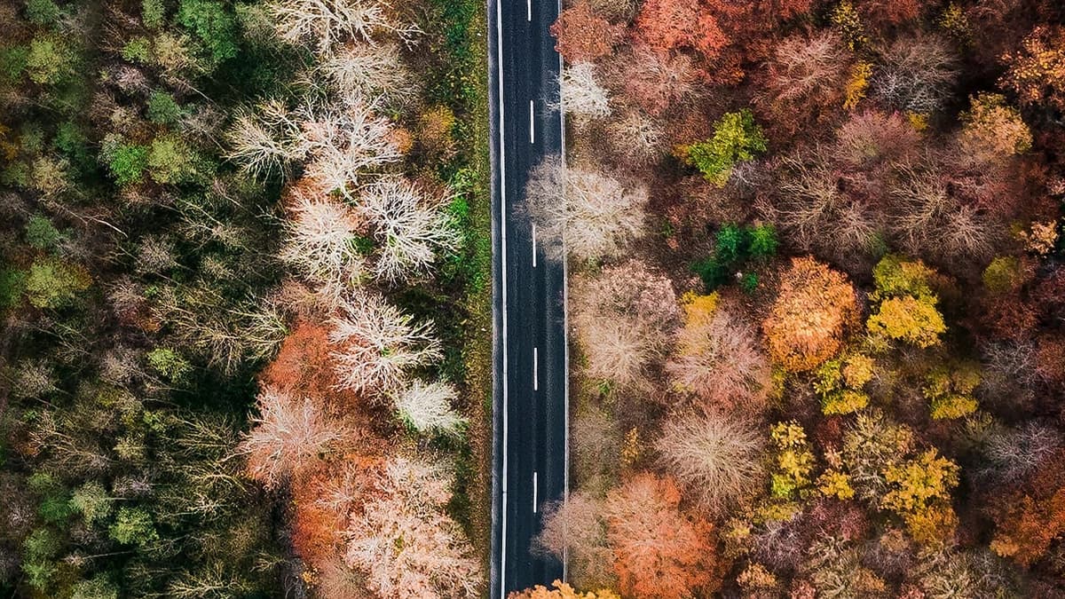 green and red trees around road