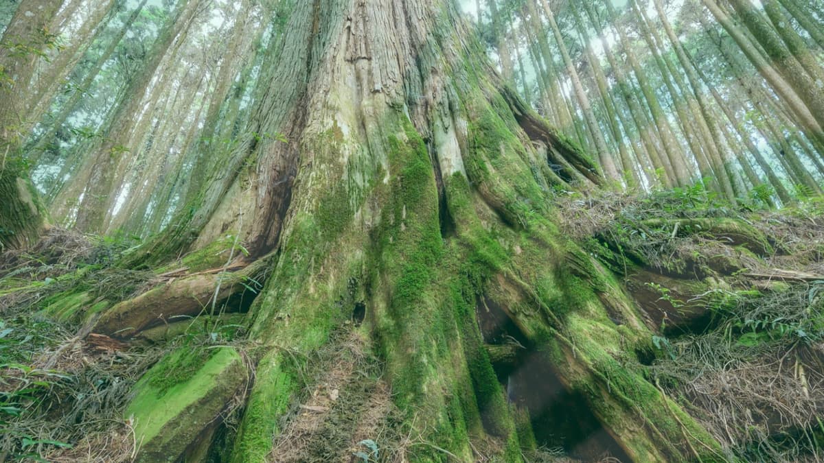 A deeply rooted tree in the woods